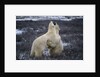Polar Bears Playing by Anonymous