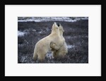 Polar Bears Playing by Anonymous