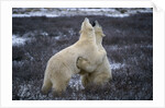 Polar Bears Playing by Anonymous