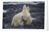 Polar Bears Playing by Anonymous
