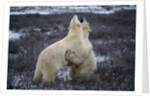 Polar Bears Playing by Anonymous