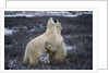 Polar Bears Playing by Anonymous