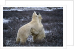 Polar Bears Playing by Anonymous