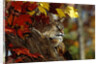 Bobcat Resting in a Tree by Anonymous