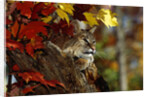 Bobcat Resting in a Tree by Anonymous