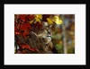 Bobcat Resting in a Tree by Anonymous