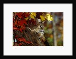 Bobcat Resting in a Tree by Anonymous