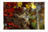Bobcat Resting in a Tree by Anonymous
