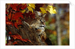 Bobcat Resting in a Tree by Anonymous