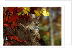 Bobcat Resting in a Tree by Anonymous