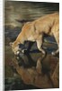 Cougar Drinking from the Kettle River by Anonymous