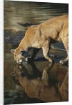 Cougar Drinking from the Kettle River by Anonymous