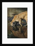 Cougar Drinking from the Kettle River by Anonymous