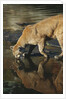 Cougar Drinking from the Kettle River by Anonymous