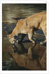 Cougar Drinking from the Kettle River by Anonymous