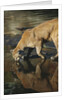 Cougar Drinking from the Kettle River by Anonymous