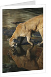Cougar Drinking from the Kettle River by Anonymous