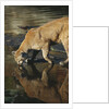 Cougar Drinking from the Kettle River by Anonymous