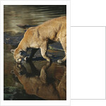 Cougar Drinking from the Kettle River by Anonymous