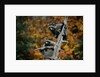 Two Raccoons in a Tree Snag by Anonymous
