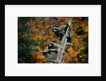 Two Raccoons in a Tree Snag by Anonymous