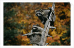 Two Raccoons in a Tree Snag by Anonymous