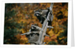 Two Raccoons in a Tree Snag by Anonymous