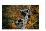 Two Raccoons in a Tree Snag by Anonymous