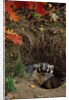 Badger Looking Out From Den by Anonymous