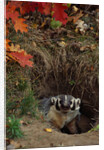 Badger Looking Out From Den by Anonymous