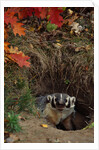Badger Looking Out From Den by Anonymous