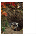 Badger Looking Out From Den by Anonymous