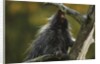 Porcupine in a Tree by Anonymous