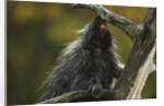 Porcupine in a Tree by Anonymous