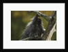 Porcupine in a Tree by Anonymous