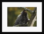 Porcupine in a Tree by Anonymous