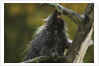 Porcupine in a Tree by Anonymous