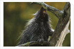 Porcupine in a Tree by Anonymous