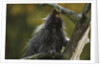 Porcupine in a Tree by Anonymous