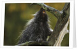 Porcupine in a Tree by Anonymous