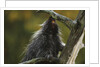 Porcupine in a Tree by Anonymous