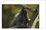 Porcupine in a Tree by Anonymous