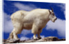 Mountain Goat by Anonymous