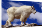 Mountain Goat by Anonymous