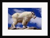 Mountain Goat by Anonymous