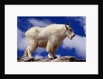 Mountain Goat by Anonymous