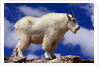 Mountain Goat by Anonymous