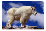 Mountain Goat by Anonymous