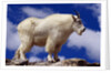 Mountain Goat by Anonymous