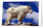 Mountain Goat by Anonymous